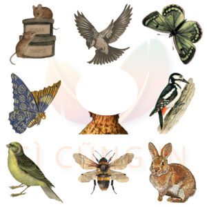 Bộ 50 Sticker Động Vật Vintage – Hoài Cổ, Tinh Tế, Decor Sổ & Trang Trí Góc Học Tập ContactSheet 002 7