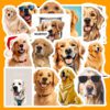 Bộ 31 Sticker “Golden – Chó Golden dễ thương” poster1 232