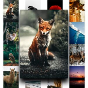 50 Poster Động Vật – Hành Trình Gặp Gỡ Thiên Nhiên Qua Từng Khung Hình