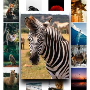 50 Poster Động Vật – Hành Trình Gặp Gỡ Thiên Nhiên Qua Từng Khung Hình poster7 4