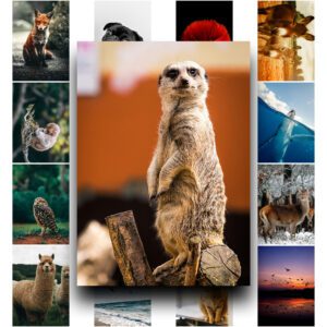 50 Poster Động Vật – Hành Trình Gặp Gỡ Thiên Nhiên Qua Từng Khung Hình poster9 4